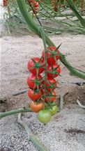 Immagine Ricetta